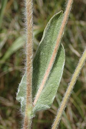 Pentanema germanicum \ Deutscher Alant, A Hainburg 8.7.2023