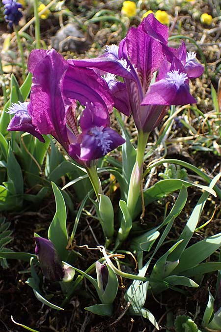 Iris pumila \ Zwerg-Schwertlilie / Dwarf Iris, A Breitenbrunn 3.4.2023