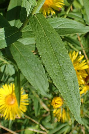Pentanema salicinum / Irish Fleabane, A Weikersdorf am Steinfeld 7.7.2023