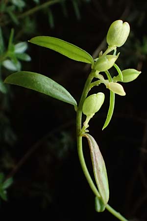 Iberis sempervirens \ Immergrne Schleifenblume / Perennial Candytuft, European Candytuft, A Palfau 8.7.2024