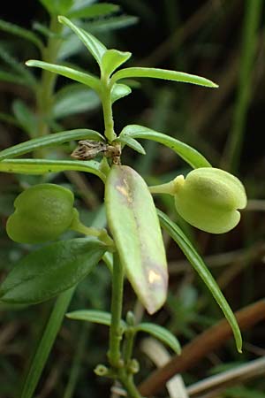 Iberis sempervirens \ Immergrne Schleifenblume / Perennial Candytuft, European Candytuft, A Palfau 8.7.2024