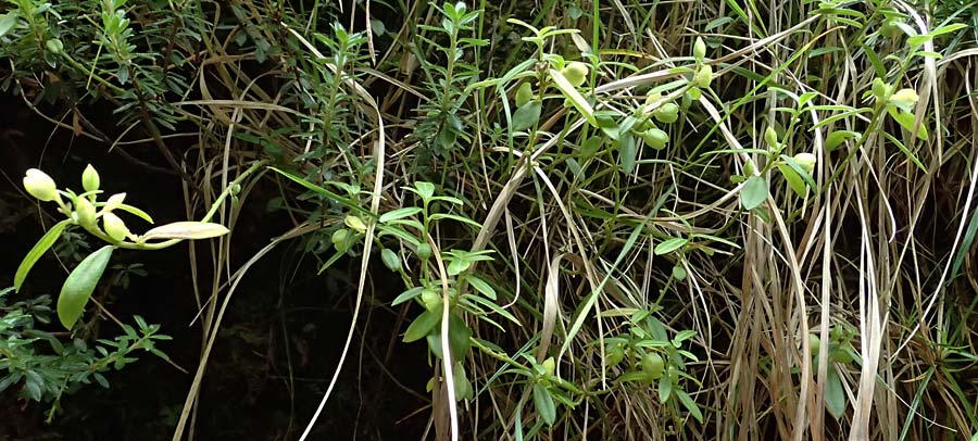 Iberis sempervirens \ Immergrne Schleifenblume / Perennial Candytuft, European Candytuft, A Palfau 8.7.2024