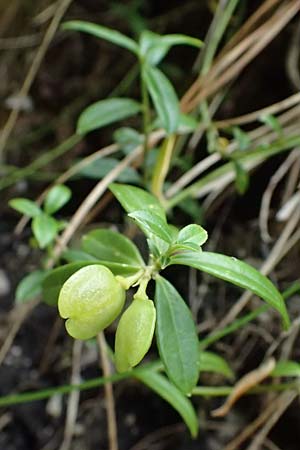 Iberis sempervirens \ Immergrne Schleifenblume / Perennial Candytuft, European Candytuft, A Palfau 8.7.2024