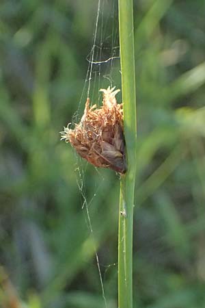 Schoenoplectiella supina \ Niedrige Teichsimse, Zwerg-Flechtbinse / Dwarf Bulrush, A Seewinkel, Apetlon 13.6.2026