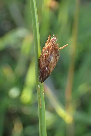 Schoenoplectiella supina \ Niedrige Teichsimse, Zwerg-Flechtbinse / Dwarf Bulrush, A Seewinkel, Apetlon 13.6.2026