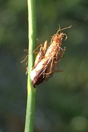 Schoenoplectiella supina \ Niedrige Teichsimse, Zwerg-Flechtbinse / Dwarf Bulrush, A Seewinkel, Apetlon 13.6.2026