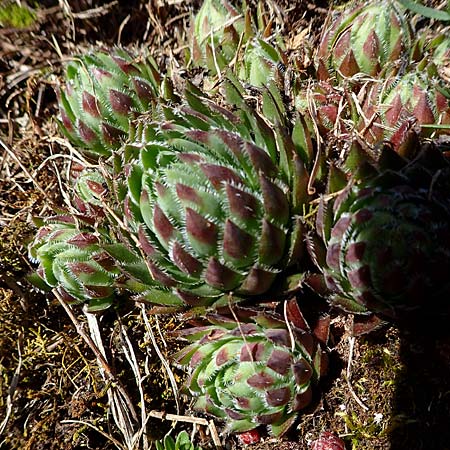 Sempervivum globiferum subsp. hirtum \ Behaarte Fransenhauswurz / Hairy Hen-and-Chicks, A K&auml;rnten/Carinthia, St. Paul im Lavanttal 4.4.2023