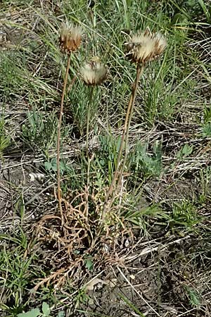 Jurinea mollis / Soft Knapweed, Jurinea, A Bisamberg 13.6.2026