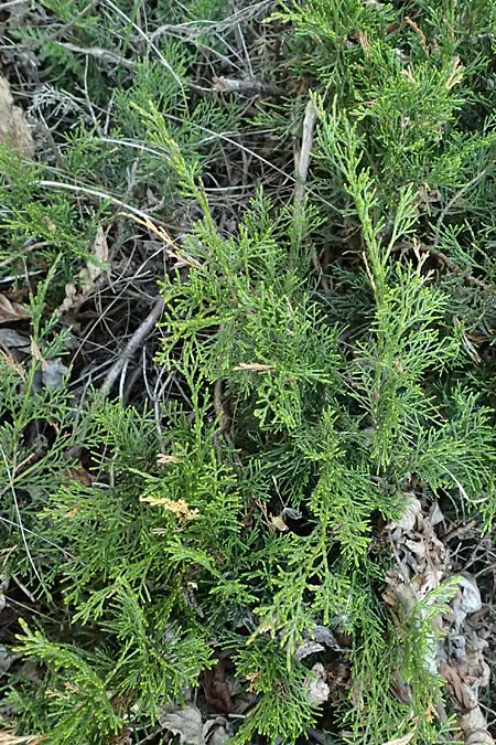 Juniperus sabina / Rock Cedar, Savin, A Osttirol, Matrei 14.5.2025