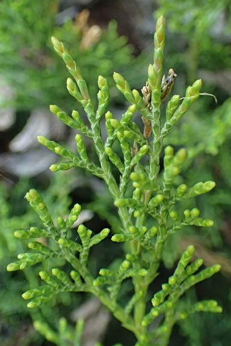Juniperus sabina / Rock Cedar, Savin, A Osttirol, Matrei 14.5.2025
