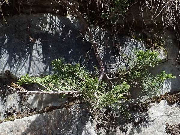 Juniperus sabina / Rock Cedar, Savin, A Osttirol, Matrei 14.5.2025