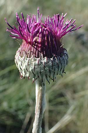 Jurinea mollis \ Weiche Silberscharte, Spinnweb-Bisamdistel, A Hainburg 10.5.2025