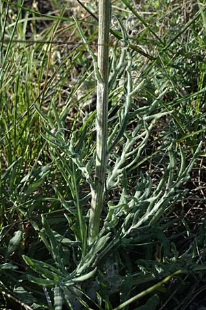 Jurinea mollis \ Weiche Silberscharte, Spinnweb-Bisamdistel, A Hainburg 10.5.2025