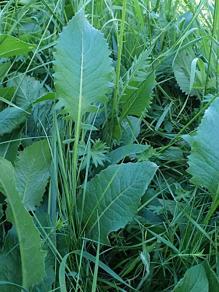 Klasea lycopifolia \ Wolfstrappblttrige Scharte, Ungarische Scharte / Gipsywort-Leaved Klasea, A Hainburg 10.5.2025