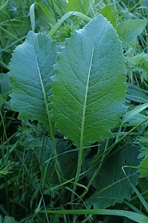 Klasea lycopifolia \ Wolfstrappblttrige Scharte, Ungarische Scharte / Gipsywort-Leaved Klasea, A Hainburg 10.5.2025