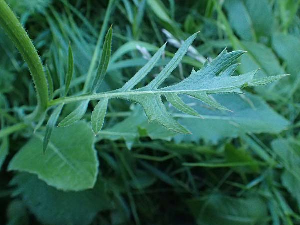 Klasea lycopifolia \ Wolfstrappblttrige Scharte, Ungarische Scharte / Gipsywort-Leaved Klasea, A Hainburg 10.5.2025