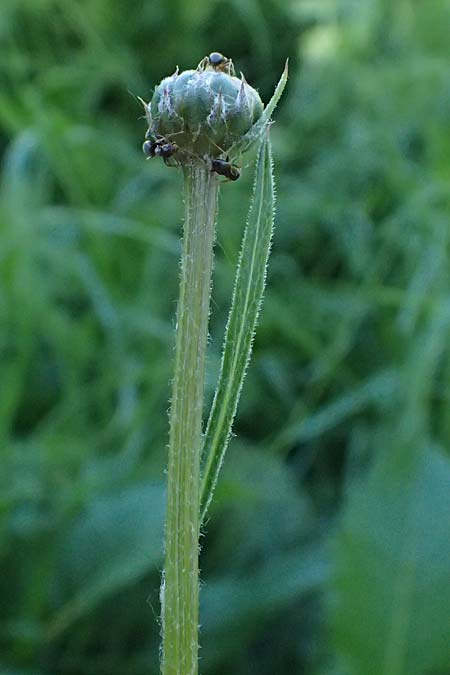Klasea lycopifolia \ Wolfstrappblttrige Scharte, Ungarische Scharte / Gipsywort-Leaved Klasea, A Hainburg 10.5.2025