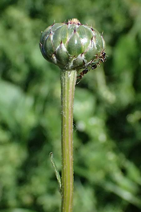 Klasea lycopifolia \ Wolfstrappblttrige Scharte, Ungarische Scharte / Gipsywort-Leaved Klasea, A Hainburg 10.5.2025