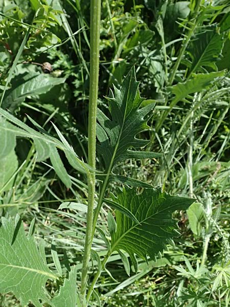 Klasea lycopifolia \ Wolfstrappblttrige Scharte, Ungarische Scharte / Gipsywort-Leaved Klasea, A Hainburg 10.5.2025