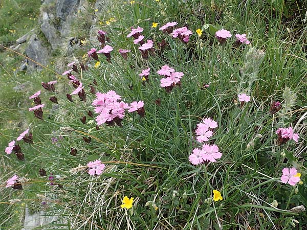 Dianthus carthusianorum subsp. carthusianorum \ Kartuser-Nelke / Carthusian Pink, A Pusterwald, Eiskar 29.6.2021