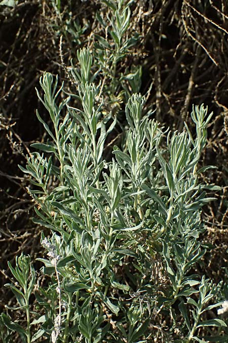 Krascheninnikovia ceratoides \ Europ&auml;ische Hornmelde / Pamirian Winterfat, A Weinviertel,  Goggendorf 9.5.2025