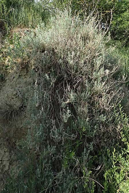 Krascheninnikovia ceratoides \ Europ&auml;ische Hornmelde / Pamirian Winterfat, A Weinviertel,  Goggendorf 9.5.2025