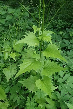 Alliaria petiolata \ Knoblauch-Rauke, Knoblauch-Hederich, A Zwaring 13.5.2025