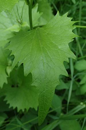 Alliaria petiolata \ Knoblauch-Rauke, Knoblauch-Hederich, A Zwaring 13.5.2025
