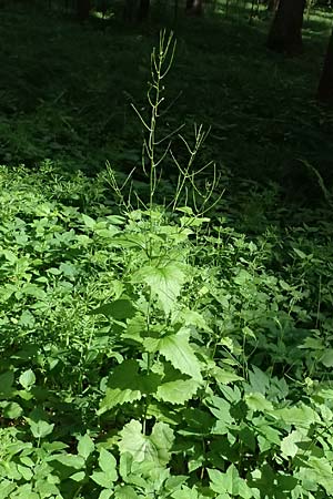 Alliaria petiolata \ Knoblauch-Rauke, Knoblauch-Hederich, A Zwaring 13.5.2025