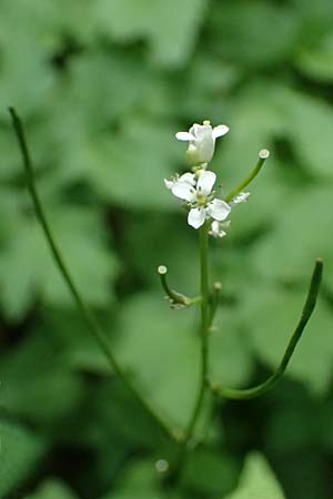 Alliaria petiolata \ Knoblauch-Rauke, Knoblauch-Hederich, A Zwaring 13.5.2025