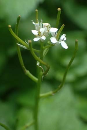 Alliaria petiolata \ Knoblauch-Rauke, Knoblauch-Hederich, A Zwaring 13.5.2025
