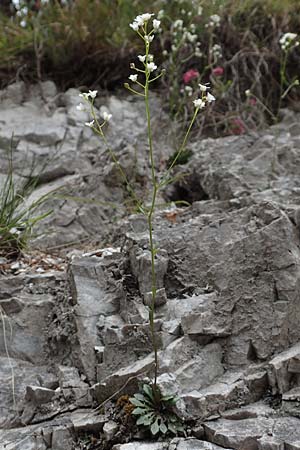 Kernera saxatilis \ Felsen-Kugelschtchen, A Kärnten, Trögerner Klamm 18.5.2016