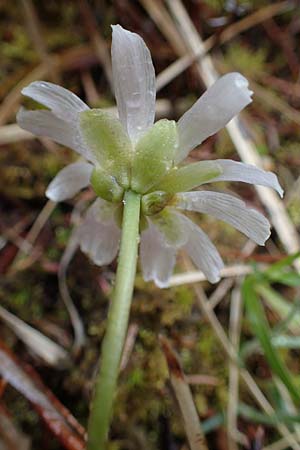 Callianthemum anemonoides \ Anemonen-Schmuckblume, A Türnitz 6.5.2022