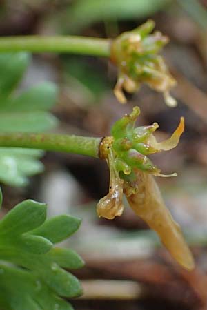 Callianthemum anemonoides \ Anemonen-Schmuckblume, A Türnitz 6.5.2022