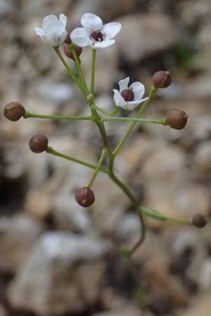 Kernera saxatilis \ Felsen-Kugelschtchen, A Admont 5.7.2024