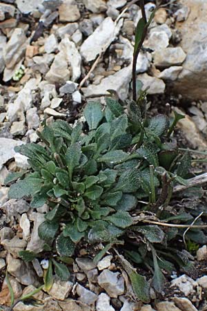 Kernera saxatilis \ Felsen-Kugelschtchen, A Admont 5.7.2024
