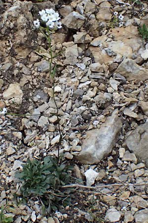 Kernera saxatilis \ Felsen-Kugelschtchen, A Admont 5.7.2024