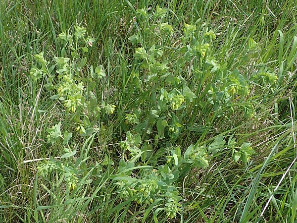 Cerinthe minor \ Kleine Wachsblume / Lesser Honeywort, A Seewinkel, Apetlon 8.5.2022
