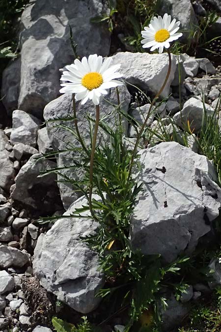Leucanthemum atratum subsp. atratum / Ox-Eye Daisy, A Admont 5.7.2024