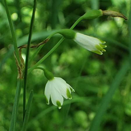 Leucojum aestivum \ Sommer-Knotenblume, A Marchegg 10.5.2025