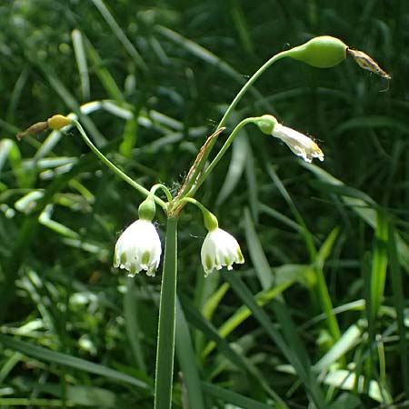 Leucojum aestivum \ Sommer-Knotenblume, A Marchegg 10.5.2025