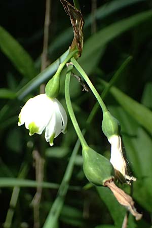 Leucojum aestivum \ Sommer-Knotenblume, A Marchegg 10.5.2025