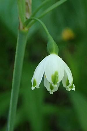 Leucojum aestivum \ Sommer-Knotenblume, A Marchegg 10.5.2025