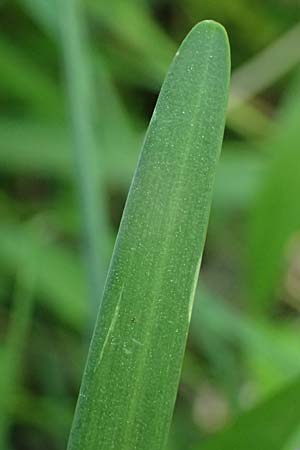 Leucojum aestivum \ Sommer-Knotenblume, A Marchegg 10.5.2025