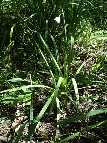 Leucojum aestivum \ Sommer-Knotenblume, A Marchegg 10.5.2025