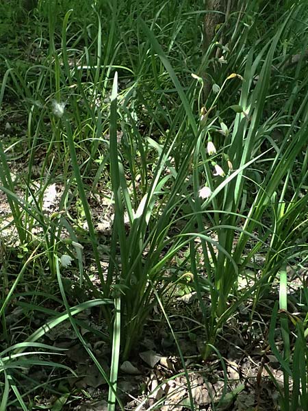 Leucojum aestivum \ Sommer-Knotenblume, A Marchegg 10.5.2025