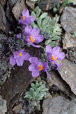 Linaria alpina \ Alpen-Leinkraut / Alpine Toadflax, A Großglockner 30.6.2025