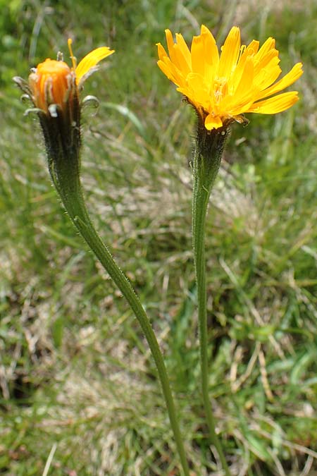 Scorzoneroides crocea \ Safrangelber Schuppenlwenzahn, A Kärnten, Koralpe 5.7.2023