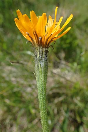 Scorzoneroides crocea \ Safrangelber Schuppenlwenzahn, A Kärnten, Koralpe 5.7.2023