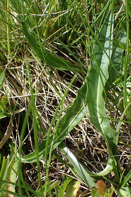 Scorzoneroides crocea \ Safrangelber Schuppenlwenzahn, A Kärnten, Koralpe 5.7.2023